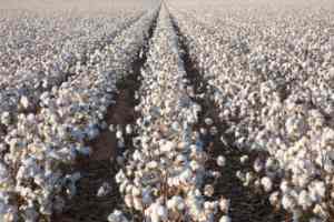 Pamuk-Tarlası.jpg