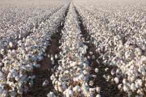 Pamuk-Tarlası.jpg