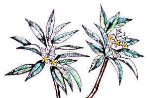 Plumeria-1.jpg